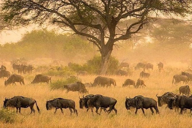 4 Days Luxury Safari (A Dream Experience) - Booking and Reservation Information