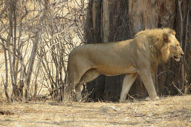 4 Days Luxury Safari to Ngorongoro Crater & Serengeti National Park - Wildlife Encounters and Sightings