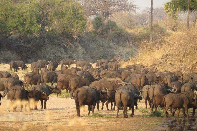 4 Days Luxury Safari to Ngorongoro Crater & Serengeti National Park - The Sum Up