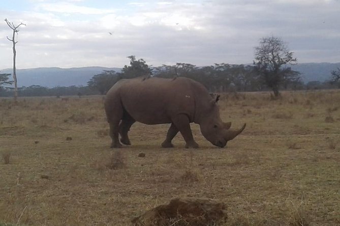 4 Days Maasai Mara and Lake Nakuru Unforgettable Safari - Safari Highlights