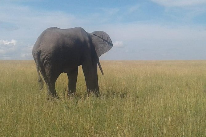 4 Days Maasai Mara and Lake Nakuru Unforgettable Safari - Inclusions and Amenities