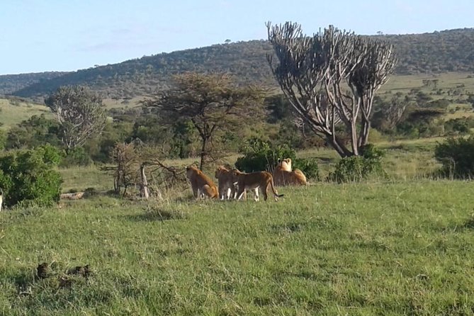 4 Days Maasai Mara and Lake Nakuru Unforgettable Safari - Practical Information