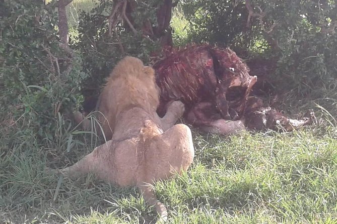 4 Days Maasai Mara and Lake Nakuru Unforgettable Safari - Customer Reviews