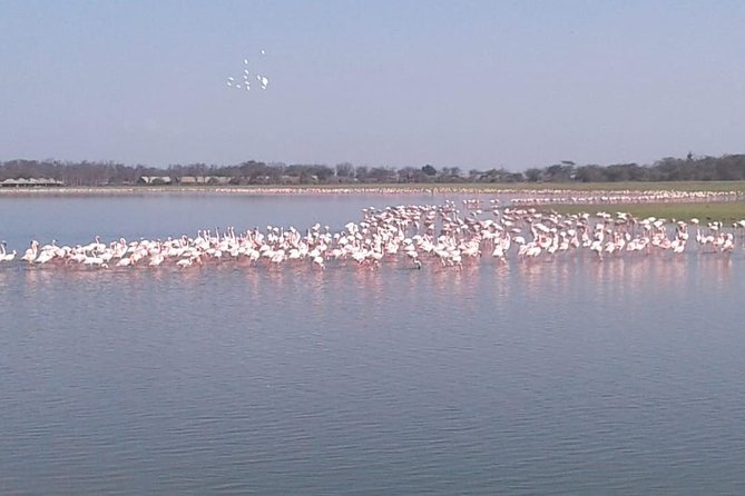 4 Days Maasai Mara and Lake Nakuru Unforgettable Safari - Pricing Details