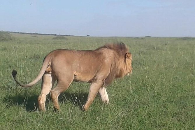 4 Days Maasai Mara and Lake Nakuru Unforgettable Safari - Booking and Cancellation Policy