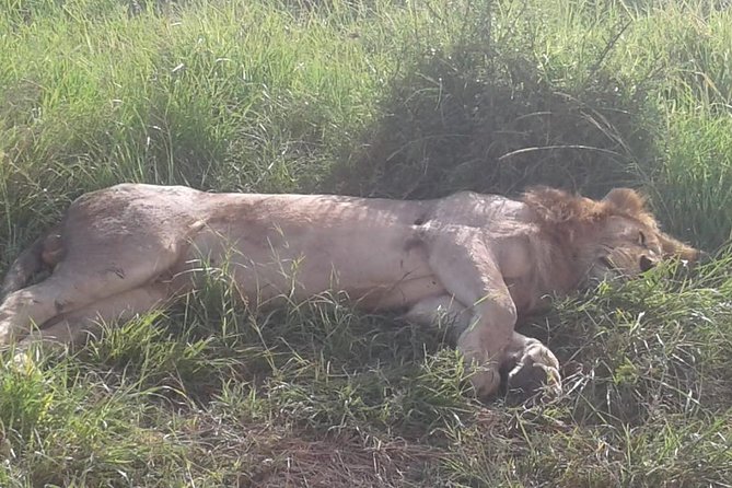 4 Days Maasai Mara and Lake Nakuru Unforgettable Safari - Availability and Reservations