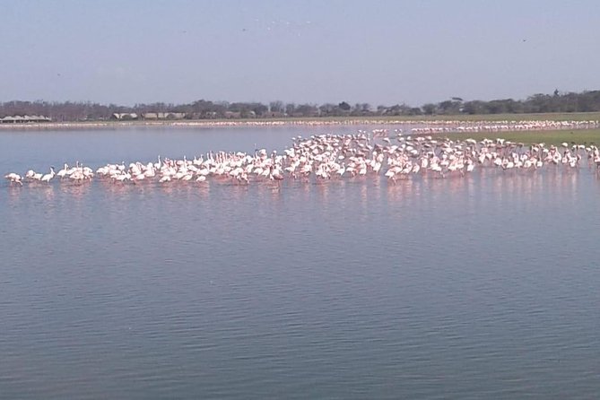 4 Days Maasai Mara and Lake Nakuru Unforgettable Safari - Frequently Asked Questions