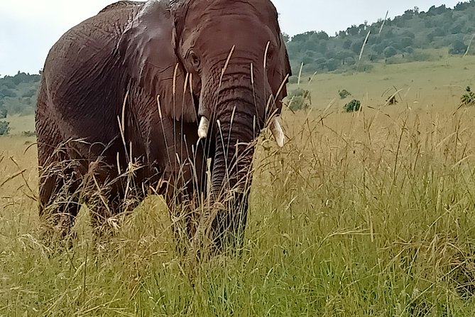 4 Days Maasai Mara & L. Nakuru N. Park - Meals Included