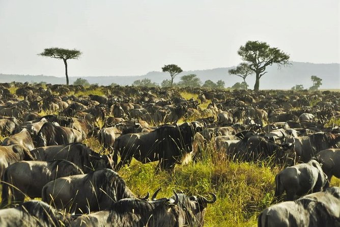 4 Days Maasai Mara & L. Nakuru N. Park - Additional Inclusions