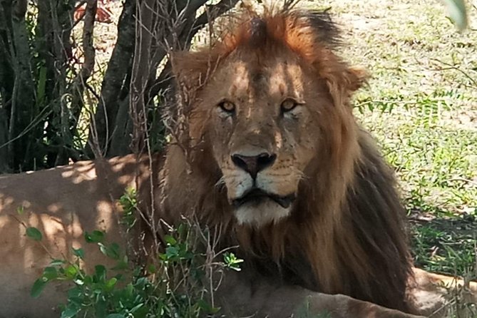 4 Days Maasai Mara (Migration) - Lake Nakuru (Flamingoes) Safari - Lake Nakuru Flamingoes Experience
