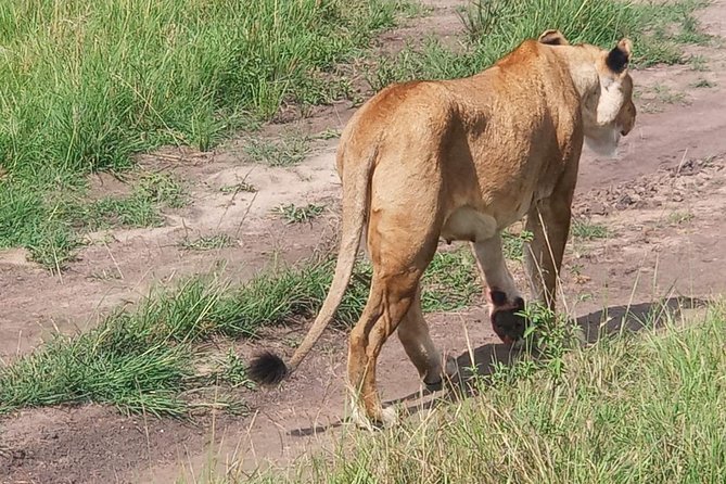 4 Days Maasai Mara (Migration) - Lake Nakuru (Flamingoes) Safari - Logistics and Pickup Information