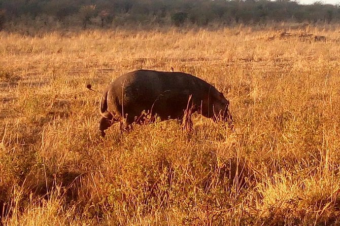 4 Days Maasai Mara (Migration) - Lake Nakuru (Flamingoes) Safari - Additional Details for Travelers