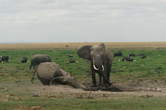 4 Days Maasai Mara (Migration) - Lake Nakuru (Flamingoes) Safari - Maasai Village Visit Highlights