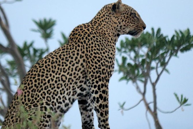 4 Days Maasai Mara-Nakuru Mid-Range - The Sum Up