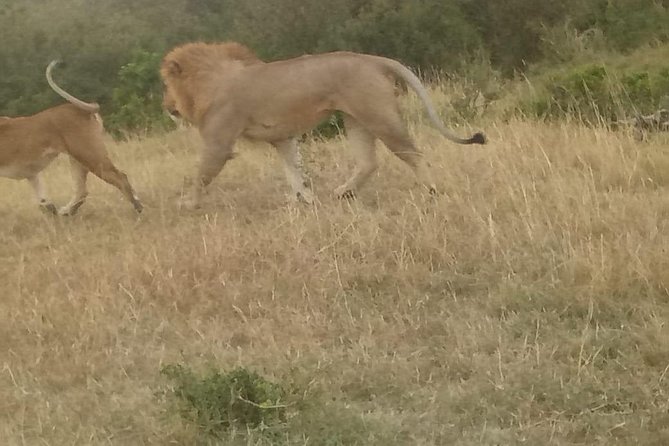 4 Days Maasi Mara-Nakuru National Park Budget Camping Safari - Safari Activities