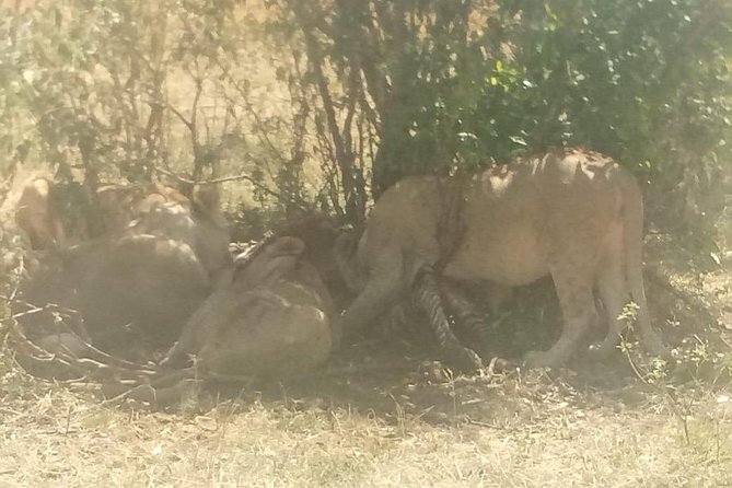 4 Days Maasi Mara-Nakuru National Park Budget Camping Safari - Booking Information