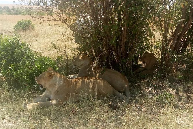 4 Days Maasi Mara-Nakuru National Park Budget Camping Safari - Frequently Asked Questions