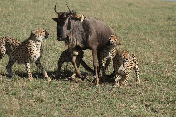 4 Days Maasi Mara-Nakuru National Park Budget Camping Safari - The Sum Up