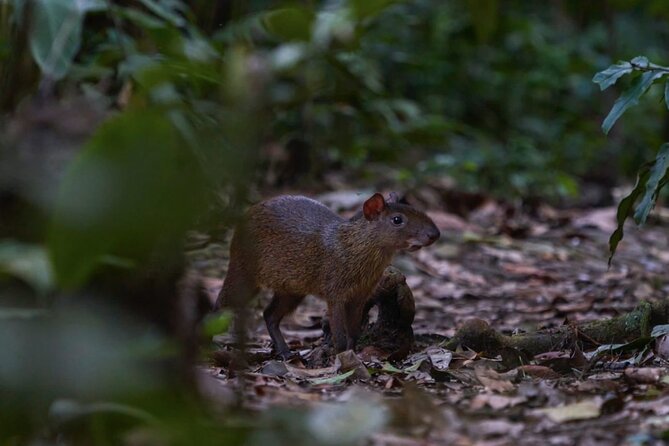 4 Days- Manu Peruvian Jungle - Date and Travelers
