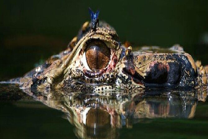 4 Days- Manu Peruvian Jungle - Overview and Inclusions