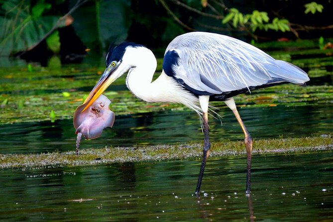 4 Days- Manu Peruvian Jungle - Itinerary and Expectations