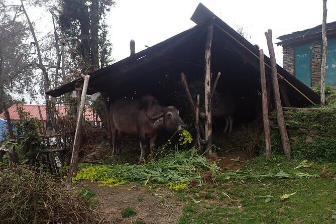4 Days Mardi Himal Base Camp Trek from Pokhara - The Guides: The Heart of the Experience