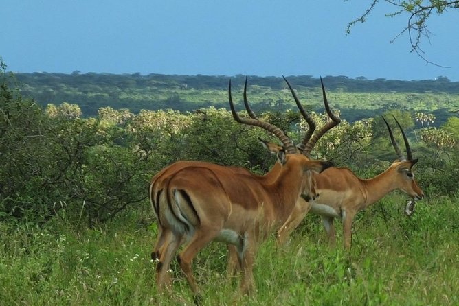 4 Days Masai Mara and Lake Nakuru - Day 4: Departure From Nairobi
