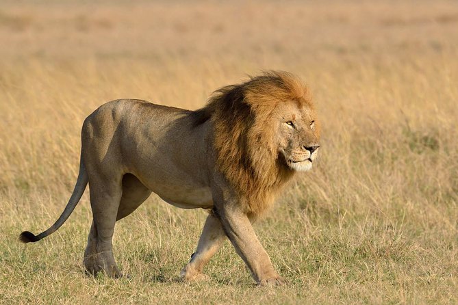 4 Days Masai Mara and Lake Nakuru - Tour Inclusions and Exclusions