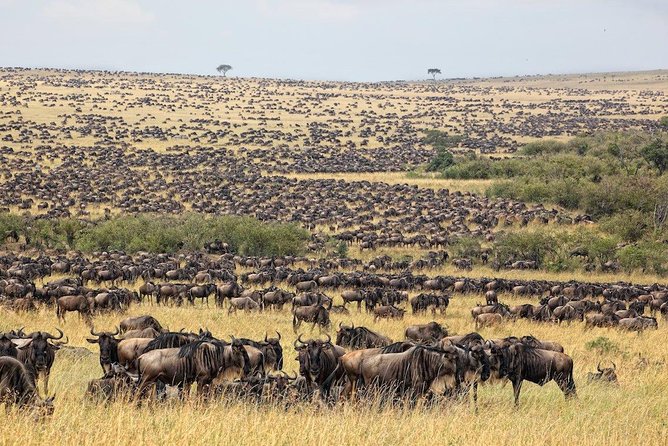 4 Days Masai Mara and Lake Nakuru - Booking and Cancellation Policy