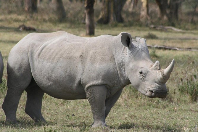 4 Days Masai Mara and Lake Nakuru Luxury Safari on 4x4 Jeep - Safari Logistics