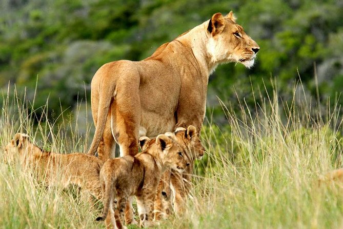 4-Days Masai Mara and Lake Nakuru Park Safari Tour - Joining Group Kenya Tour - Good To Know