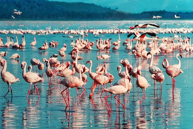 4-Days Masai Mara and Lake Nakuru Park Safari Tour - Joining Group Kenya Tour - Price Inclusions