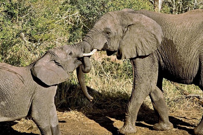 4-Days Masai Mara and Lake Nakuru Park Safari Tour - Joining Group Kenya Tour - Pickup Information