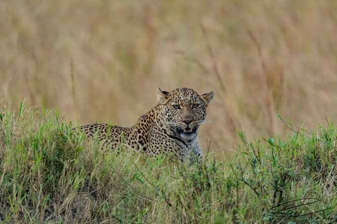 4 Days Masai Mara and Lake Nakuru Safari From Nairobi - Meals Included
