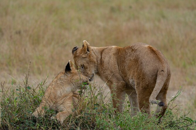 4 Days Masai Mara and Lake Nakuru Safari From Nairobi - Booking and Cancellation Policy