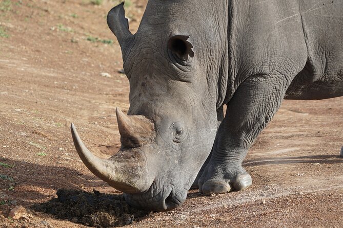 4 Days Masai Mara and Lake Nakuru Safari From Nairobi - Meeting and Pickup Information