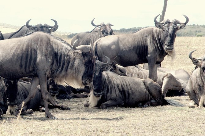 4 Days Masai Mara Camping Safari - Frequently Asked Questions