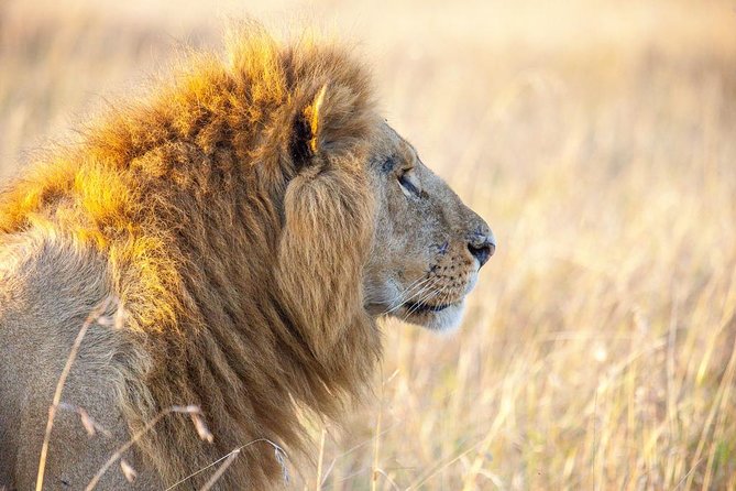4 Days Masai Mara & Lake Naivasha From Nairobi - Additional Booking Information