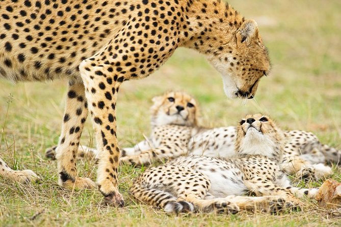 4 Days Masai Mara & Lake Naivasha From Nairobi - Transportation Details