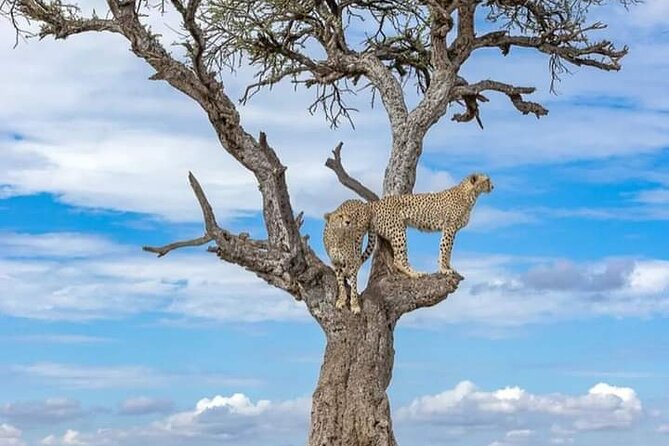 4 Days Masai Mara/Lake Nakuru Budget Safari - Pricing and Reviews