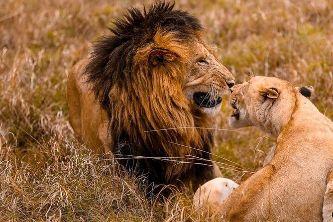 4 Days Masai Mara & Lake Nakuru Group Joining Safari - Accommodation Details