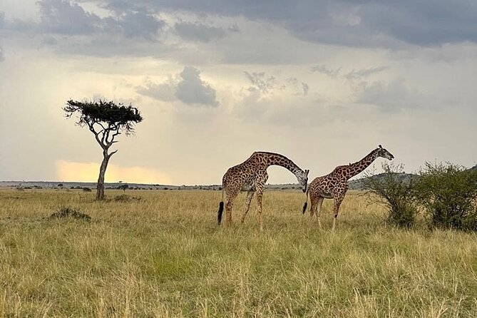 4 Days Masai Mara & Lake Nakuru Group Joining Safari - Booking and Contact Information