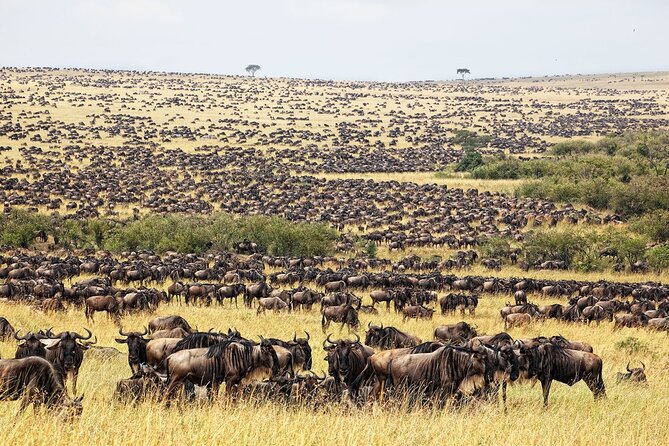 4 Days Masai Mara Mid Range Explorer on 4WD Small Group Tour - Tour Inclusions