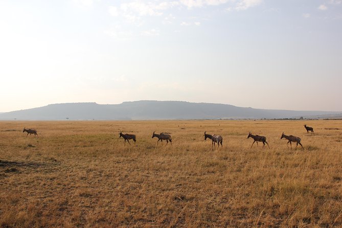 4 Days Masai Mara Migration Safari - Wildlife Viewing Highlights