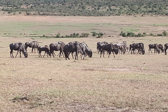 4 Days Masai Mara Migration Safari - Booking Information