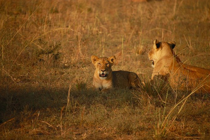 4 Days Masai Mara Safari - Tour Itinerary