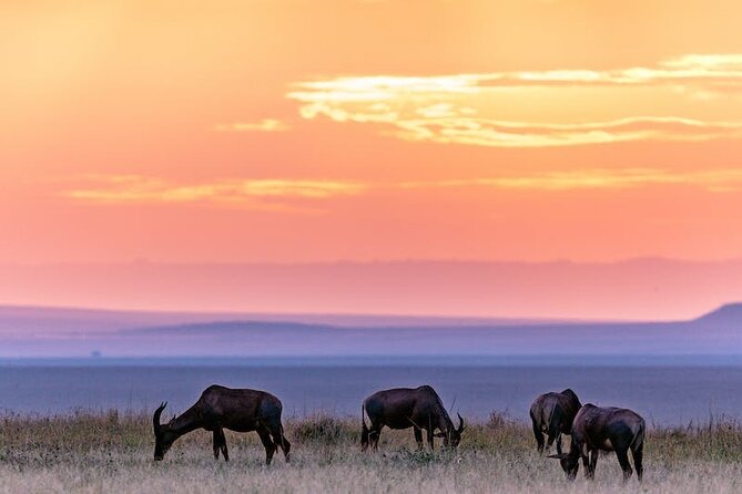 4 Days Masai Mara Safari - Reviews and Ratings