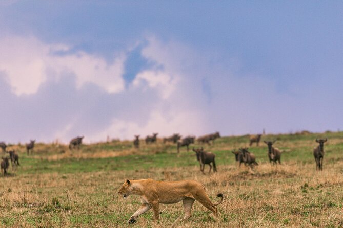 4 Days Masai Mara Safari - Frequently Asked Questions