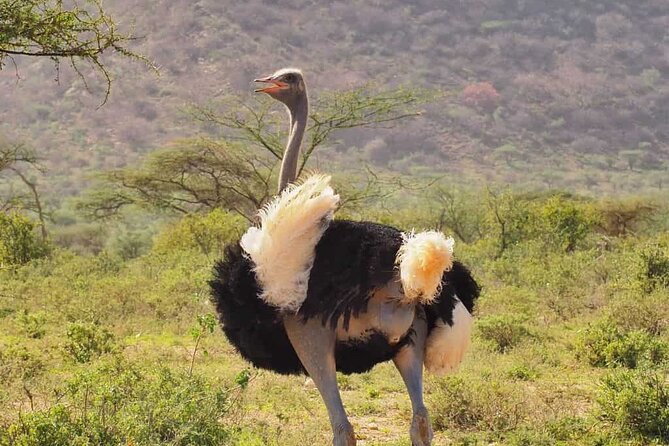 4 Days Ol Pejeta and Samburu National Reserve Safari on 4x4 Jeep - Pickup and Logistics