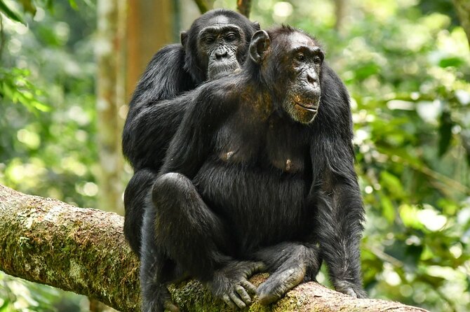 4 Days Ol Pejeta and Samburu National Reserve Safari on 4x4 Jeep - Frequently Asked Questions
